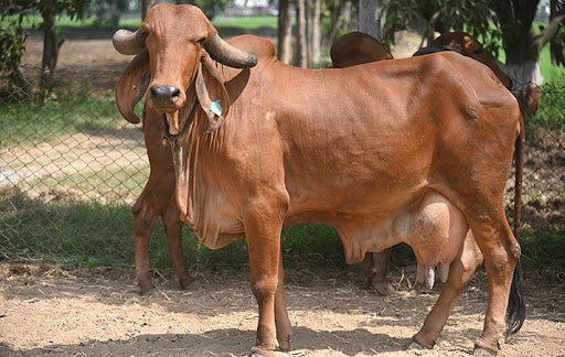 A2 Gir Cow Ghee Dolchi - Organic